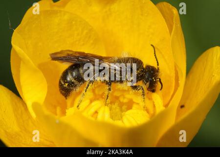 Nahaufnahme einer männlichen großen Sciccor-Biene, Chelostoma florisomne auf ihrer Wirtspflanze eine gelbe Butterblume Stockfoto