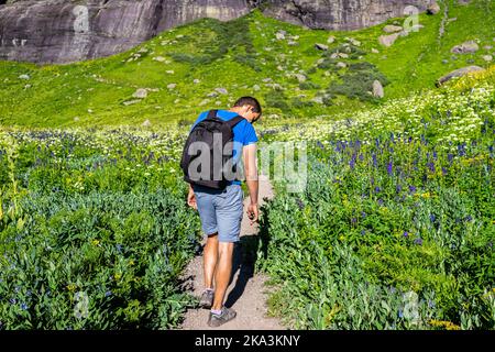 Viele Bluebells und Delphinium nuttallianum larkspur und weiße Blumen mit Mann wandern auf dem Wiesenfeldweg zum Ice Lake in der Nähe von Silverton, Colorado in Au Stockfoto