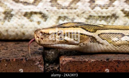 Die birmanische Python ist typischerweise 5 m (16 ft.) lang und wiegt bis zu 90 kg (200 lbs.). Sie ist eine der größten Schlangen der Welt. Die burmesischen Pythons sind es Stockfoto