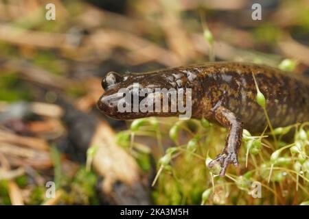 Nahaufnahme des Gesichts auf dem Salamander eines gravidierten weiblichen Northern Oregon Dunn, Plethodon dunni, der auf Moos sitzt Stockfoto