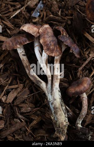 Armillaria solidipes - Honigpilz. Stockfoto