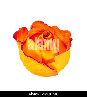 Einzelne, gelb-orange Rosenblüte isoliert auf weißem Hintergrund. Stockfoto