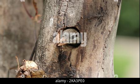 Ein Weißwabenbarbet (Psilopogon viridis) guckt aus seinem Nest Stockfoto