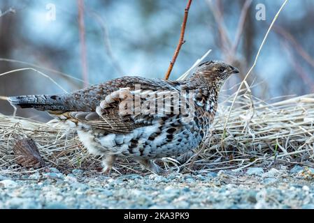 Das weibliche Rüauenhuhn (Bonasa umbellus), das auf Schotter vor trockenem Gras läuft, zur blauen Stunde Stockfoto