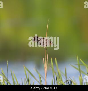 Eine schöne Aufnahme einer Rotte auf einem Ast Stockfoto