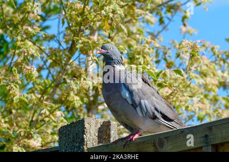 Eine einzige Holztaube, columba livia, thront an einem Sommertag in Großbritannien auf einem Gartenzaun Stockfoto