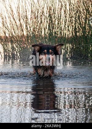 Ein brauner australischer Schäferhund spielt im Teichwasser Stockfoto