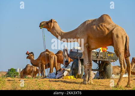 Ajmer, Indien. 30. Oktober 2022. Die Pushkar Fair (Pushkar Camel Fair) oder Pushkar Mela, wie es vor Ort als bekannt ist, ist eine jährliche fünf Tage Kamel-und Viehmarkt in der Stadt Pushkar, Indien am 30. Oktober statt, 2022. (Foto: Shaukat Ahmed/Pacific Press/Sipa USA) Quelle: SIPA USA/Alamy Live News Stockfoto