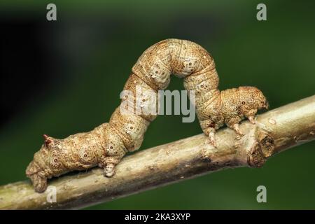 Gefiederte Thorn-Motten-Raupe (Colotois pennaria), die auf dem Zweig kriecht. Tipperary, Irland Stockfoto