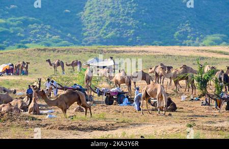 Ajmer, Indien. 30. Oktober 2022. Die Pushkar Fair (Pushkar Camel Fair) oder Pushkar Mela, wie es vor Ort als bekannt ist, ist eine jährliche fünf Tage Kamel-und Viehmarkt in der Stadt Pushkar, Indien am 30. Oktober statt, 2022. (Foto: Shaukat Ahmed/Pacific Press/Sipa USA) Quelle: SIPA USA/Alamy Live News Stockfoto