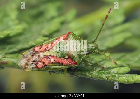 Wacholder-Shieldbug (Cyphostethus tristriatus) kriecht auf Zypressenbaum. Tipperary, Irland Stockfoto