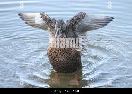 Eine wunderschöne Aufnahme einer weiblichen Stockente, die im flachen Wasser steht und an einem sonnigen Tag mit den Flügeln winkt Stockfoto
