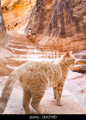 Schöne neugierige Ingwerkatze auf Treppen Schauen Sie sich von Touristen in Petra um. Jordaniens Kultur und Haustiere Stockfoto