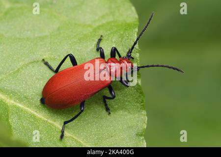 Rotkopfkäfer (Pyrochroa serraticornis), der auf einem Blatt ruht. Tipperary, Irland Stockfoto