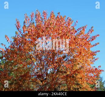 Buntes Laub auf einem wilden schwarzen Kirschbaum im Herbst Stockfoto