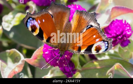 pfauenschmetterling auf rosa Blüten Stockfoto
