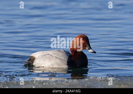 Im Winter schwimmt im Wasser des Sees ein ausgewachsenes Männchen im Zuchtgefieder Stockfoto