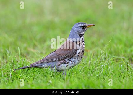 Feldfare (Turdus pilaris), die im Frühjahr auf Wiese/Grünland auf Nahrungssuche gehen Stockfoto