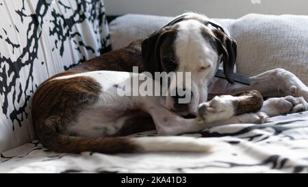 Nahaufnahme eines Boxerhundes, der auf einem Sofa schläft Stockfoto