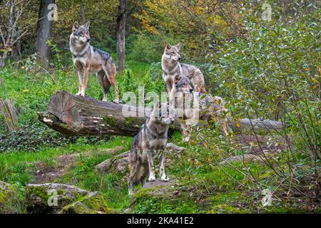 Wolfspack mit vier eurasischen Wölfen / grauen Wölfen (Canis lupus lupus) auf der Ausguck-Position, die im Herbst auf einem umgestürzten Baumstamm im Wald steht Stockfoto