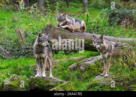 Wolfspack mit drei eurasischen Wölfen / grauen Wölfen (Canis lupus lupus) auf der Herbstaussicht im Wald Stockfoto