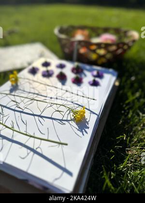 Verschiedene frische Blumen liegen in einem Weidenkorb. Herbariumpräparation. Die Pflanzen liegen auf Papier und sind bereit, unter der Presse getrocknet zu werden. Trockene Blüten Stockfoto