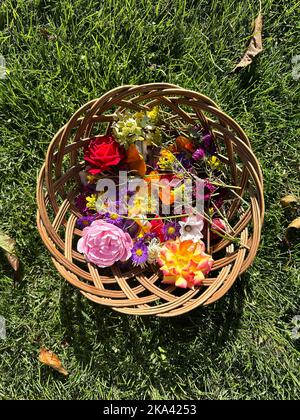 Verschiedene frische Blumen liegen in einem Weidenkorb. Herbariumpräparation. Die Pflanzen liegen auf Papier und sind bereit, unter der Presse getrocknet zu werden. Trockene Blüten Stockfoto