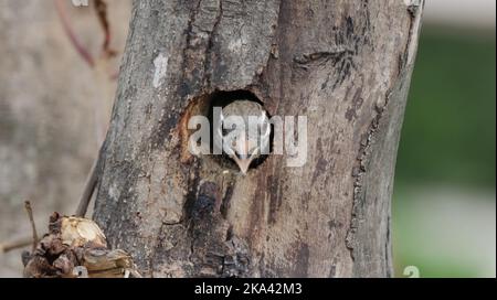 Eine Nahaufnahme eines Weißwabenvogels, der aus seinem Nest im Baum spähte Stockfoto