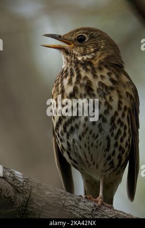 Eine selektive Aufnahme von Singdrossel (Turdus philomelos), die auf einem Baum thront Stockfoto