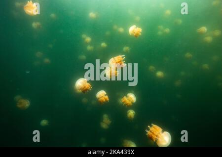 Die schöne Aufnahme des Jellyfish Lake - ein See auf der Insel Eil Malk in Palau Stockfoto