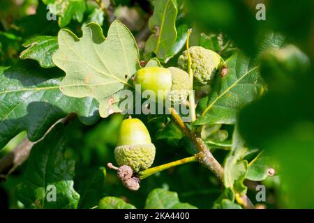 Englische oder Pedunculate-Eiche (quercus robur), Nahaufnahme mit zwei Eicheln, die zwischen den Blättern eines Baumes versteckt sind. Stockfoto