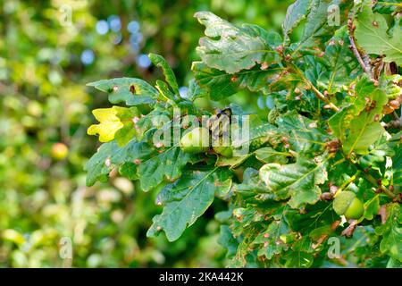 Nahaufnahme von Eicheln, die zwischen den Blättern einer Eiche hängen, darunter eine, die von der Knopper Oak Gall Wasp (andricus quercuscalicis) deformiert wurde. Stockfoto