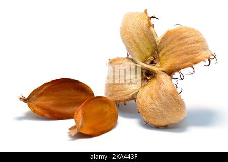 Buche (fagus sylvatica), Nahaufnahme von zwei losen Buchennüssen mit leerem Gehäuse, isoliert auf weißem Grund. Stockfoto