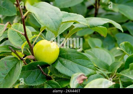 Crab Apple (Malus sylvestris), Nahaufnahme einer einzelnen Frucht oder eines Apfels, der zwischen den Blättern eines Baumes reift. Stockfoto