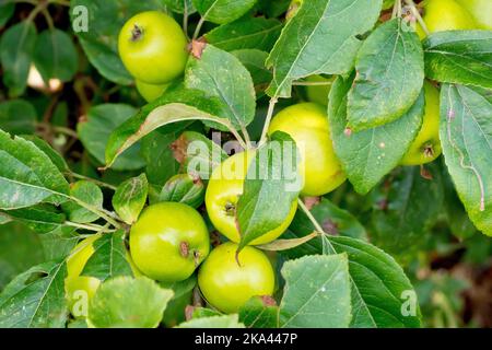 Crab Apple (Malus sylvestris), Nahaufnahme einer Gruppe von Früchten oder Äpfeln, die zwischen den Blättern auf einem Baum reifen. Stockfoto