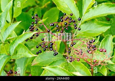 Holunder, Holunderblüte oder Holunderbeere (sambucus nigra), Nahaufnahme eines stark reduzierten Sprays von reifen schwarzen Früchten oder Beeren des gewöhnlichen Baumes oder Strauches. Stockfoto