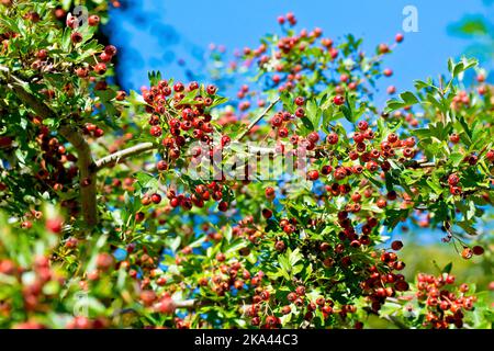 Weißdorn, Weißdorn oder May Tree (crataegus monogyna), Nahaufnahme der leuchtend roten Beeren oder Hagebutten, die der Baum im Herbst produziert. Stockfoto