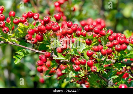 Weißdorn, Weißdorn oder May Tree (crataegus monogyna), Nahaufnahme der leuchtend roten Beeren oder Hagebutten, die der Baum im Herbst produziert. Stockfoto