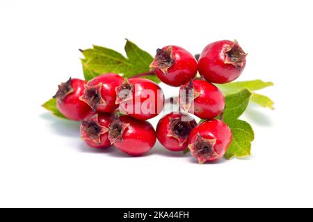 Weißdorn, Weißdorn oder May Tree (crataegus monogyna), Nahaufnahme der vom Baum erzeugten roten Beeren oder Hagebutten, isoliert vor weißem Hintergrund. Stockfoto