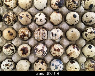 Eine Draufsicht auf einen Karton Wachteleier mit schwarzen Flecken auf ihnen Stockfoto