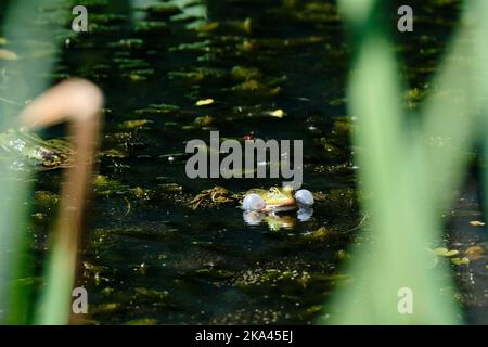 Nahaufnahme eines krächzenden Wasserfroschs oder eines grünen, See- oder Poolfroschs, Pelophylax esculentus. Schwimmen im Wasser mit Wasserpflanzen. Amersfoort, die Stockfoto