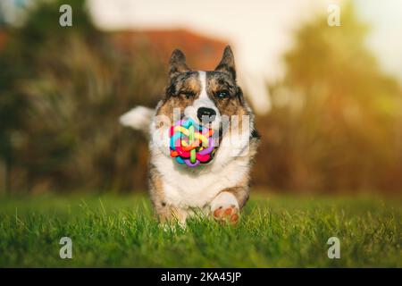 Fröhlicher, verspielter Corgi-Hund, der bei Sonnenuntergang mit Spielzeug im Mund im Freien läuft. Portrait von schönen reinrassigen blauen Merle Cardigan welsh Corgi läuft mit Spielzeug. Stockfoto