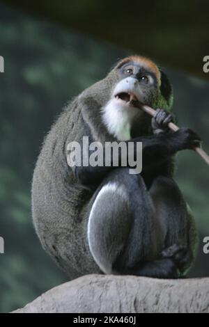 Eine vertikale Nahaufnahme eines Gorillas, der auf einem Felsen sitzt und isst Stockfoto