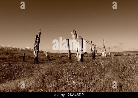 Die berühmten Stumps am Thornham Harbour in Norfolk wurden in Mono gedreht Stockfoto