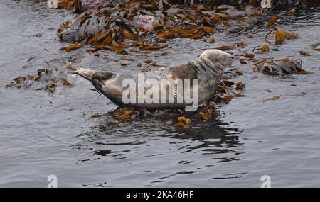 Atlantische Kegelrobben, die auf den Felsen am Lands' End Cornwall posieren Stockfoto