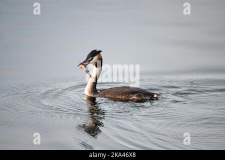 Haubentaucher, der im Feuchtgebiet Haff Reimech in Luxemburg einen Fisch frisst, Podiceps cristatus Wasservögel Stockfoto