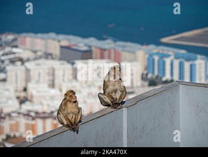 Ein Paar Affen steht hoch auf der Aussichtsplattform auf dem Felsen von Gibraltar Stockfoto