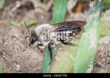 Eine Makroaufnahme der aschigen Bergbaubiene, Andrena cineraria. Stockfoto