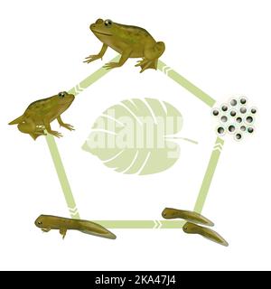 Lebenszyklus eines Frosches. Froglet, Frosch, Kaulquappe mit Beinen, Kaulquappe, Embryo, Eier. Diagramm der Entwicklungskröten der Evolution. Stock Vektor