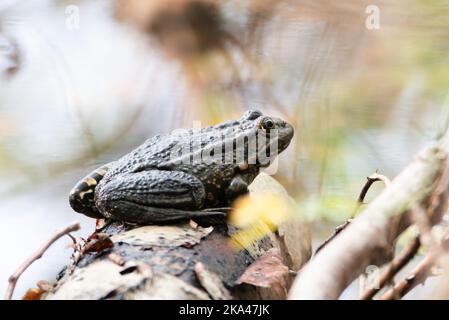 AGA Kröte, Bufo marinus sitzt auf einem Baumstamm, natürliche Umgebung, Amphibien Bewohner Feuchtgebiet Stockfoto